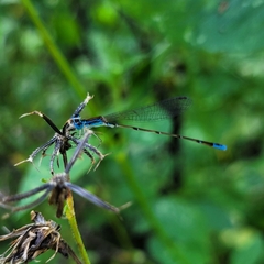 Nehalennia pallidula