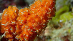 Ptilocaulis walpersii