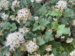 Physocarpus