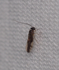 Caecilius fuscopterus