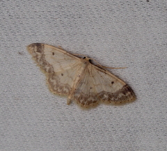 Idaea biselata