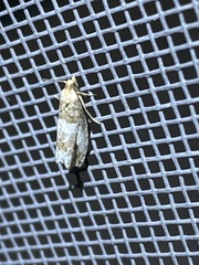 Notocelia rosaecolana