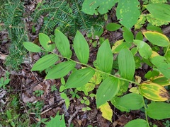 Streptopus lanceolatus