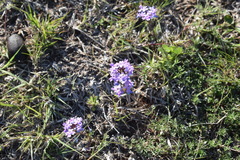 Glandularia tenera