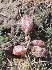 Astragalus whitneyi