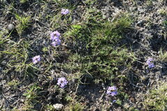 Glandularia tenera