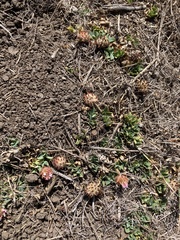 Trifolium fragiferum