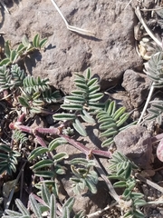 Astragalus whitneyi