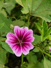 Malva sylvestris