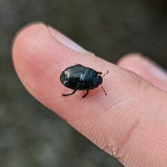 Pangaeus bilineatus