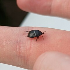 Pangaeus bilineatus