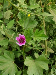 Malva sylvestris