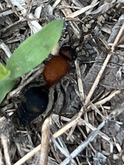 Dasymutilla quadriguttata