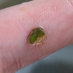 Spissistilus festinus