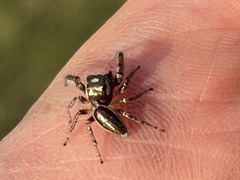 Eris militaris