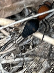 Dasymutilla quadriguttata