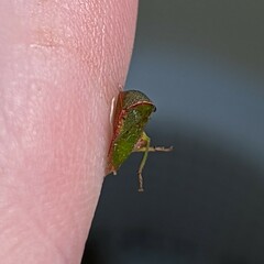 Spissistilus festinus