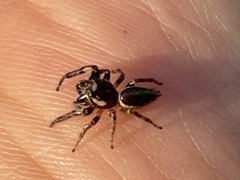 Eris militaris
