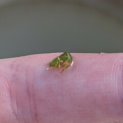 Spissistilus festinus