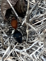 Dasymutilla quadriguttata