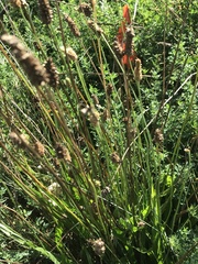 Plantago lanceolata