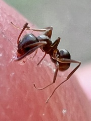 Dorymyrmex