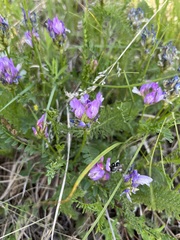 Astragalus agrestis