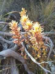 Castilleja applegatei