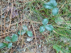 Rubus hispidus
