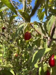 Cornus mas