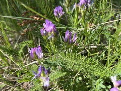 Astragalus agrestis
