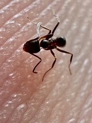 Dorymyrmex