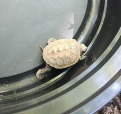 Malaclemys terrapin