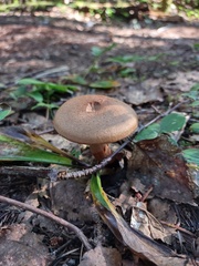 Cortinarius armillatus