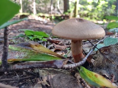 Cortinarius armillatus