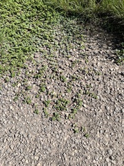 Euphorbia albomarginata