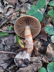 Cortinarius armillatus
