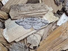 Anavitrinella pampinaria