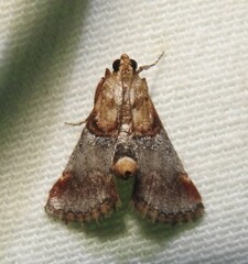 Cacozelia basiochrealis