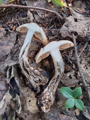 Cortinarius armillatus