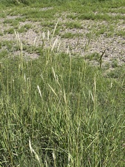 Bothriochloa barbinodis