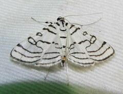 Conchylodes concinnalis