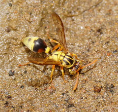 Ropalidia romandi