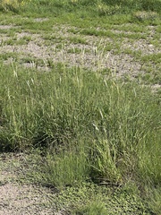 Bothriochloa barbinodis