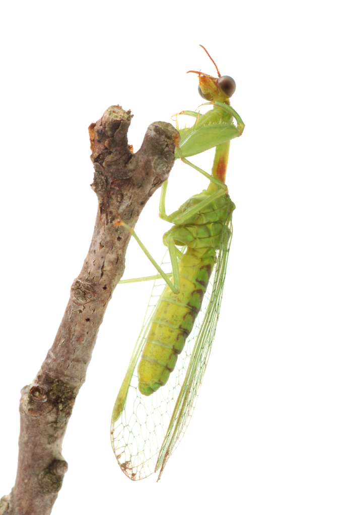 Green Mantidflies