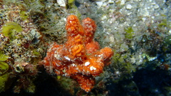 Ptilocaulis walpersii