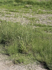 Bothriochloa barbinodis