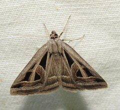 Callistege diagonalis