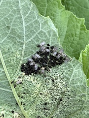 Corythucha marmorata