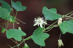 Passiflora lutea